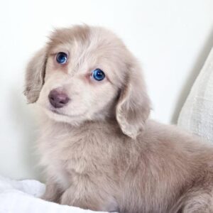 Oliver