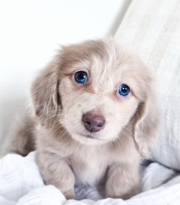 IMG-20251101-WA0123 Oliver