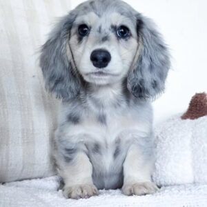 Rosie