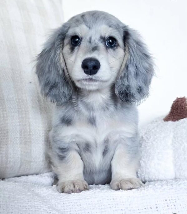 IMG-20251101-WA0128 Rosie