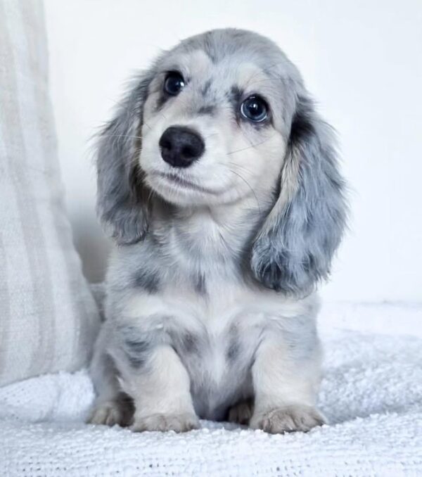 IMG-20251101-WA0129 Rosie