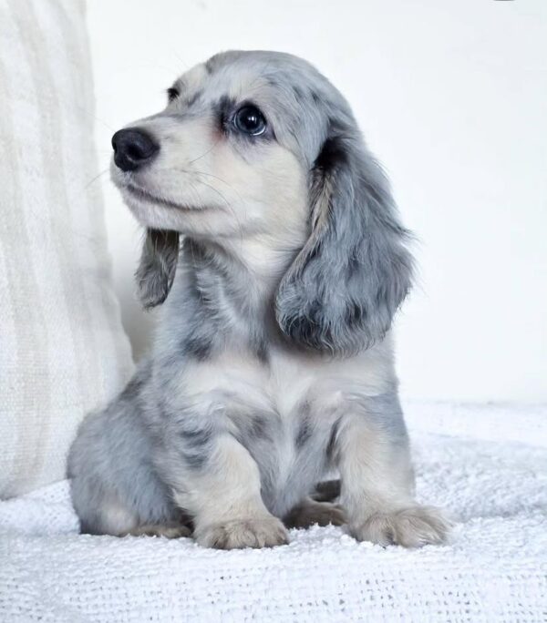 IMG-20251101-WA0130 Rosie