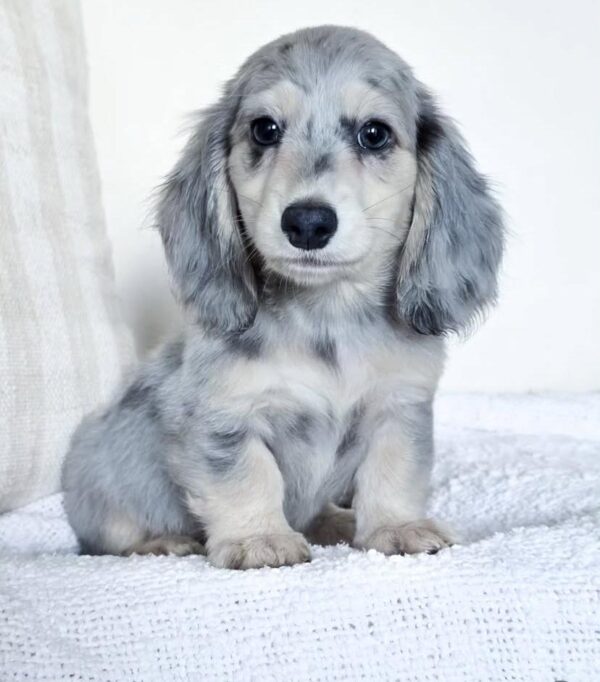 IMG-20251101-WA0132 Rosie