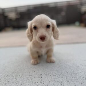 Tucker