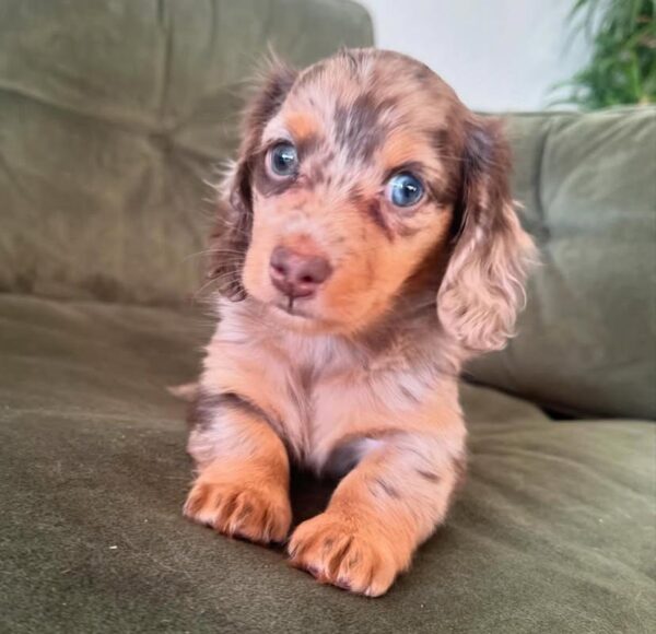 WhatsApp Image 2025-10-28 at 19.05.28_efc4df9f Daisy