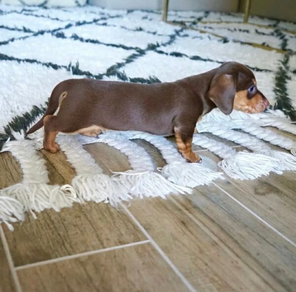 WhatsApp Image 2025-10-28 at 19.08.12_108ebf6a Bailey